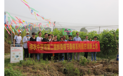 桑椹滿枝頭，采摘正當(dāng)時(shí)- 神農(nóng)中醫(yī)館鮮桑椹合作基地采摘紀(jì)實(shí)